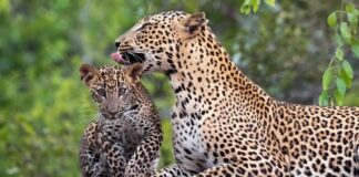 Leopard Leap: дивовижна колективна назва для самотніх котів