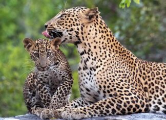 “Lompatan” Macan Tutul: Nama Kolektif yang Mengejutkan untuk Kucing Soliter