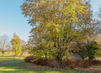 Vermeiden Sie diese 5 Bäume in der Nähe Ihrer Einfahrt, um Schäden zu vermeiden