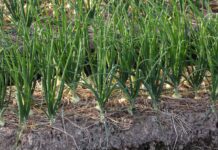 Посібник із посадки цибулі: максимізуйте врожай цього року