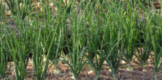 Посібник із посадки цибулі: максимізуйте врожай цього року