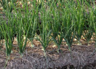 Руководство по посадке лука: максимизируйте урожай в этом году