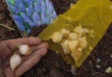 Передчасне Проростання цибулин: Що робити, якщо вони розквітають до посадки