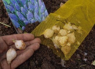 Bulbes à germination précoce : que faire quand ils fleurissent avant la plantation