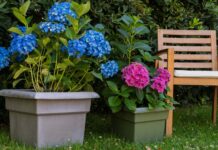 Гортензії: Посадка в горщики або в ґрунт – Що краще?