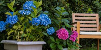 Гортензії: Посадка в горщики або в ґрунт – Що краще?