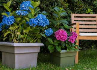 Гортензии: Посадка в горшки или в грунт – Что лучше?