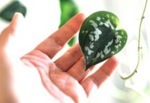 Satin Pothos: чому листя скручується і як це виправити