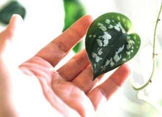 Satin Pothos: Dlaczego liście się zwijają i jak to naprawić