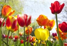 Коли Садити Тюльпани для Чудового Весняного Цвітіння