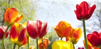 Коли Садити Тюльпани для Чудового Весняного Цвітіння
