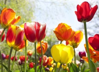 Quand planter des tulipes pour une superbe floraison printanière