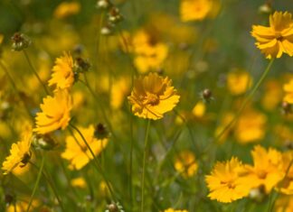 12 Plantas perenes de baixa manutenção para jardinagem sem esforço
