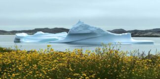 Арктичні Рослини: Як Життя Процвітає в Холодних Регіонах Землі
