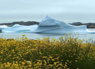 Arctische planten: hoe het leven gedijt in de koudste streken van de aarde