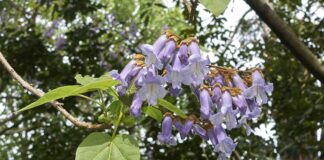 Дерева з листям у формі серця для чудового ландшафту