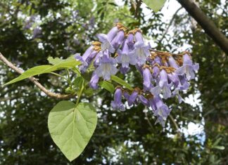 Pohon dengan Daun Berbentuk Hati untuk Pemandangan yang Menakjubkan