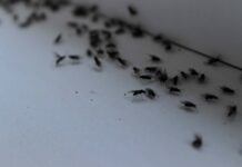 Усунення зараження плодовою мошкою за ніч: просте рішення своїми руками