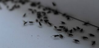 Усунення зараження плодовою мошкою за ніч: просте рішення своїми руками