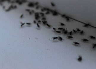 Menghilangkan Infestasi Agas dalam Semalam: Solusi DIY Sederhana