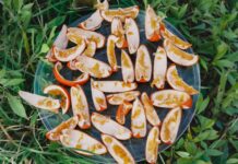 Sfruttare gli scarti degli agrumi: come i giardinieri utilizzano le bucce d’arancia per la cura naturale delle piante