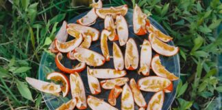 Використання Цитрусових Відходів: Як Садівники Застосовують Апельсинові Корки для Натурального Догляду за Рослинами