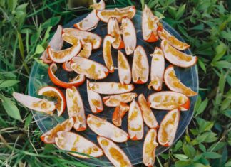 Exploiter les déchets d’agrumes : comment les jardiniers utilisent les écorces d’orange pour le soin naturel des plantes