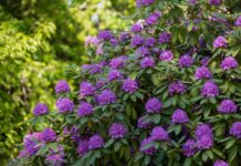 Рододендрони: Посібник з ландшафтного дизайну