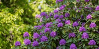 Рододендрони: Посібник з ландшафтного дизайну