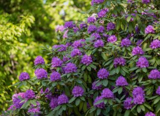 Рододендрони: Посібник з ландшафтного дизайну