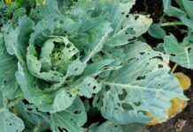 Чому у ваших рослинах дірки: посібник з поширених причин та швидких рішень