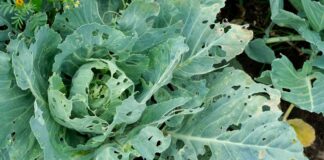 Чому у ваших рослинах дірки: посібник з поширених причин та швидких рішень