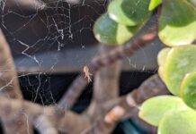 Як позбавити свій ганок від павуків: перевірені стратегії