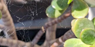 Як позбавити свій ганок від павуків: перевірені стратегії