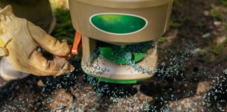 Зростання Трави з Насіння: Практичний Посібник для Швидких Результатів