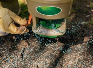 Graszaadgroei: een praktische gids voor snellere resultaten