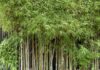 Інвазивний бамбук: Чому експерти застерігають від його вирощування