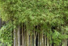Інвазивний бамбук: Чому експерти застерігають від його вирощування