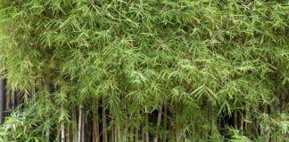 Інвазивний бамбук: Чому експерти застерігають від його вирощування