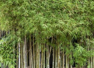 Инвазивный бамбук: Почему эксперты предостерегают от его выращивания