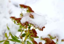 Ранне Потепління у Березні: Настанова для Садівників