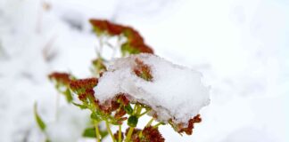 Ранне Потепління у Березні: Настанова для Садівників