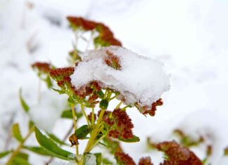 Clima cálido temprano en marzo: un cuento de advertencia de un jardinero