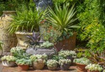 9 літніх квітів для посадки зараз, щоб створити яскравий сад