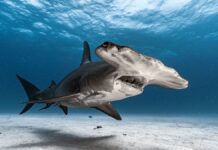 Зниклі Хижаки: 10 Найрідкісніших Акул Світу