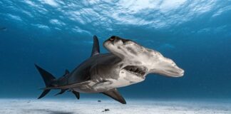 Зниклі Хижаки: 10 Найрідкісніших Акул Світу