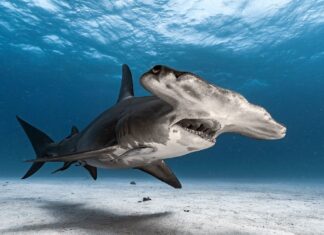 Prédateurs en voie de disparition : 10 des requins les plus rares au monde