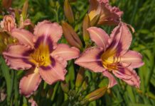 32 Неприхотливых Растения для Легкого Садоводства