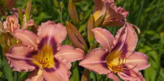 32 Неприхотливых Растения для Легкого Садоводства