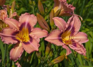 32 Low-Maintenance Plants for Effortless Gardening